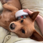 Massageador Elétrico Pequeno Portátil para Pets /cachorro e gato , Couro, Pelo, Ombro e Pescoço